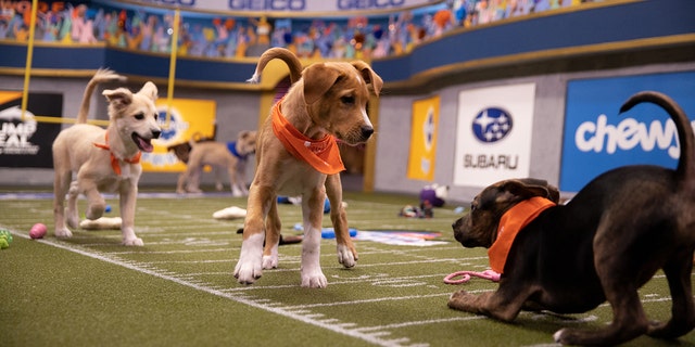 Puppies competing at the Puppy Bowl XVI.