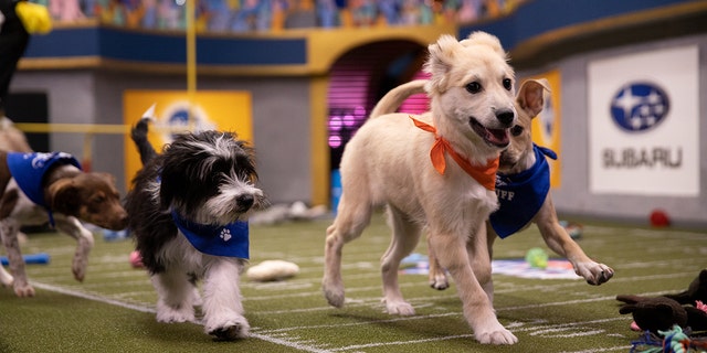 Dogs will compete at the Puppy Bowl XVI.