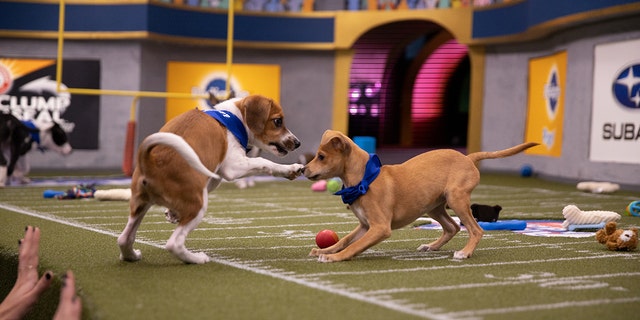 There will be a halftime show at Puppy Bowl XVI.