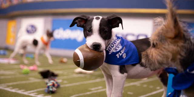 puppy super bowl