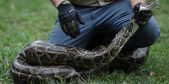 Robert Edman, with the FWC, gives a python-catching demonstration before potential snake hunters at the start of the Python Bowl 2020 on January 10 in Sunrise, Florida. (Photo by Joe Raedle/Getty Images)
