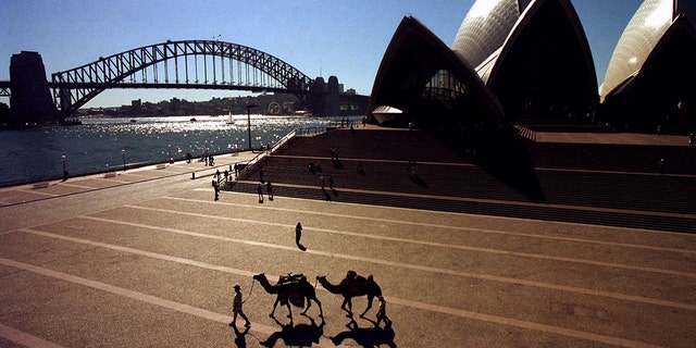 Australia's severe drought leaves up to 10,000 feral camels at risk of