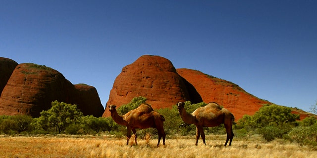 Up to 10,000 feral cameras in a remote area of South Australia are at risk of being killed as severe drought conditions have pushed the animals to head to scare water sources.