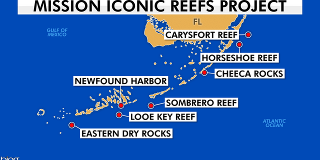 Groups like the National Oceanic and Atmospheric Administration and the Coral Restoration Foundation are teaming up to save these seven iconic reefs up and down the Florida Keys.
