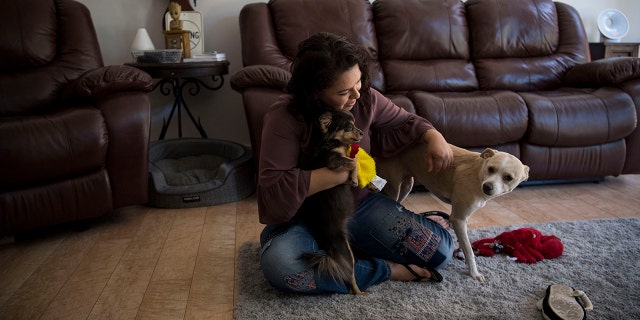 PHOENIX, ARIZONA - JULY 4: Ruby Torres plays with her dogs Angel and Dora in her apartment in Phoenix, Arizona on July 4, 2018. She was given custody of Angel, the larger of the two dogs, during her divorce. She said the dogs have been very comforting for her throughout her cancer treatments, the divorce and the fight over the fate of the embryos. (Photo by Carolyn Van Houten/The Washington Post via Getty Images)