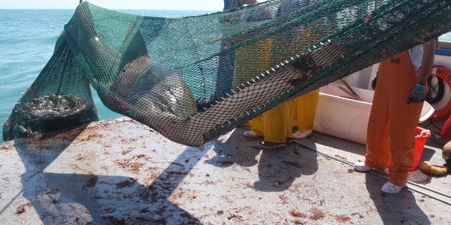 A photo released by the Florida Fish and Wildlife Conservation Commission (FWC) shows an example of a sawfish getting caught in a trawling net on a commercial fishing vessel.