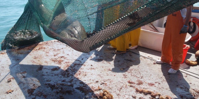 A photo released by the Florida Fish and Wildlife Conservation Commission (FWC) shows an example of a sawfish getting caught in a trawling net on a commercial fishing vessel.