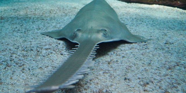 The smalltooth sawfish, which is identified by a rostrum lined with sharp teeth resembling a saw, is said to be dependent on its protruding nose for swimming, direction and locating prey.