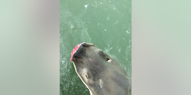 The NOAA released this illustrative photo of a sawfish which had suffered the loss of its rostrum in the Florida Keys.