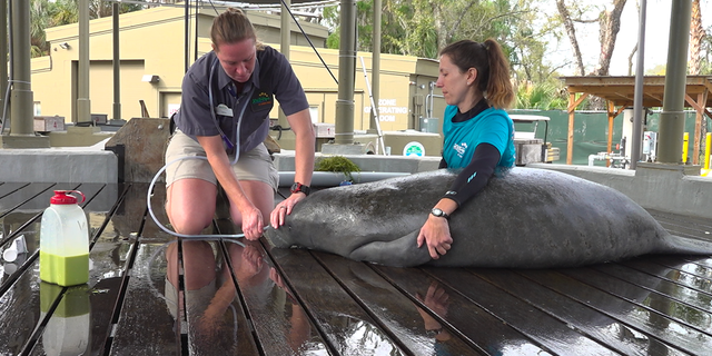 Jaime Vaccaro (left) tending to Volt, one of the manatees being rehabilitated by the ZooTampa staff (Robert Sherman, Fox News).
