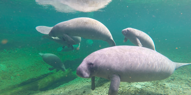 Underwater photograph of manatees taken near Blue Springs State Park in Florida (photo courtesy of the Save the Manatee Club).