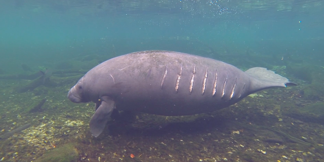 A wild manatee bearing boat strike scars (photo courtesy of the Save the Manatee Club).