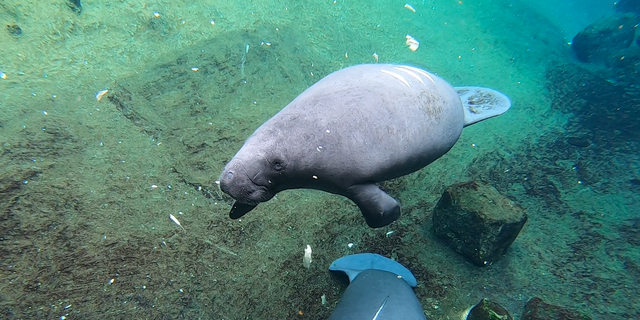 Templeton, just over a year old, is one of the manatees currently being housed at ZooTampa at Lowry Park (Robert Sherman, Fox News)