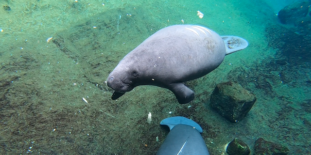 Templeton, just over a year old, is one of the manatees currently being housed at ZooTampa at Lowry Park (Robert Sherman, Fox News)