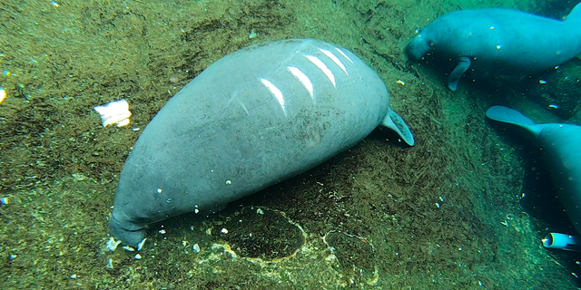 Underwater photo taken from above showing the scars on Templeton's back (Robert Sherman, Fox News).