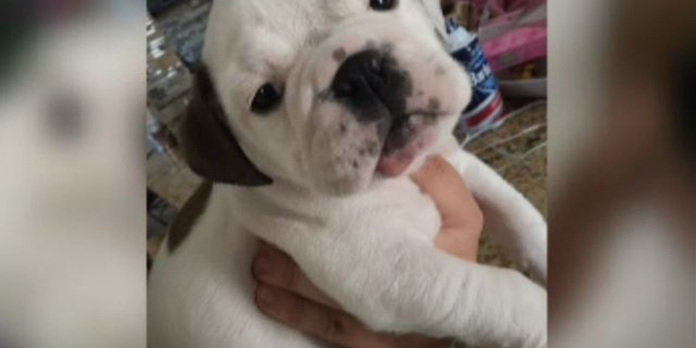 A photo of Minni as a puppy.