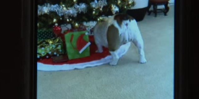 Minni, seen here at Christmas, exploring presents under the tree.
