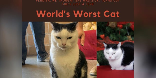 Tons of adoption applications have reportedly poured in to a North Carolina animal shelter seeking a home for a finicky feline, pictured, who officials have labeled as a complete “jerk.”