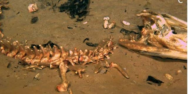 A newly discovered species of bone eating worm (seen here as brown fuzz) picks clean the bones of an underwater alligator carcass.