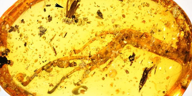 100-million-year-old amber piece with lizard leg and mycomycete. (Credit: Alexander Schmidt, University of Göttingen and Scientific Reports)