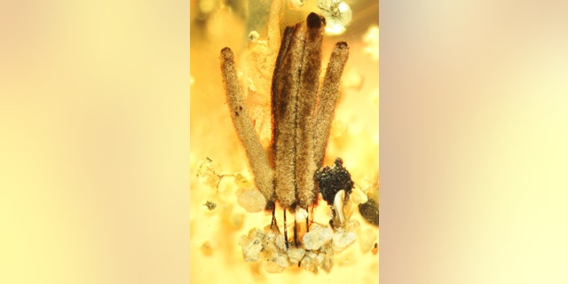 Group of several fruiting bodies of a slime mould (myxomycetes), around 2.5 millimetres long, in amber, which is about 100 million years old, from Myanmar: long-stalked fruiting bodies support the distribution of the spores, then as now. (Credit: Alexander Schmidt, University of Göttingen and Scientific Reports)