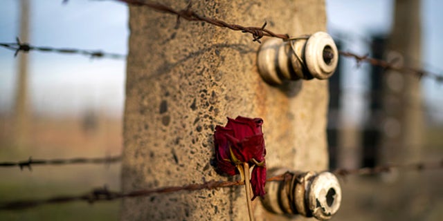 A memorial rose is left on the electric fence of the Auschwitz II-Birkenau extermination camp. (Photo by Christopher Furlong/Getty Images)