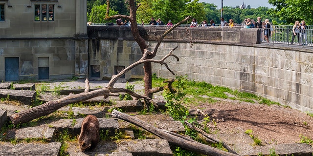 The man apparently failed his citizenship test for not knowing bears and wolves shared an enclosure at his local zoo. (iStock) File