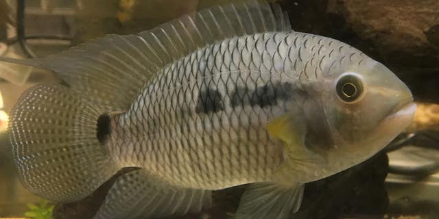 The black acara, Cichlasoma bimaculatum, has been a well-established invasive freshwater fish in South Florida since the 1950s.