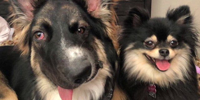 Brodie with the couple's other dog Rosie.