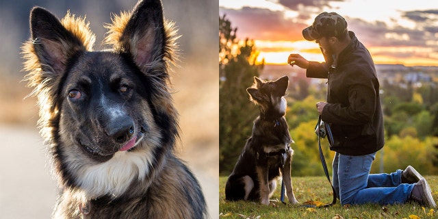 Brodie the German Shepherd Border Collie was left with a “wonky” face and partial blindness after being attacked after birth.