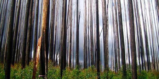 This 2010 photo provided by Sebastian Pfautsch shows an alpine ash forest that burned during 2009 wildfires with early signs of regrowth in Victoria, Australia. Heat waves and drought are fueling bigger and more frequent fires in Australia and there are worries some stands of trees won’t return. (Sebastian Pfautsch via AP)