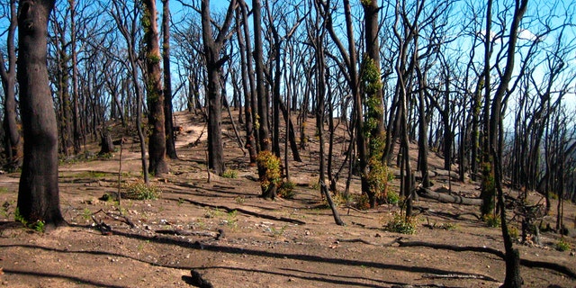This 2009 photo provided by Sebastian Pfautsch shows a eucalyptus forest that burned during a 2009 wildfire in Victoria, Australia. As of early 2020, fires have consumed some 40,000 square miles of Australia this fire season and scientists say the effects on the nation’s forests could be long-lasting. (Sebastian Pfautsch via AP)