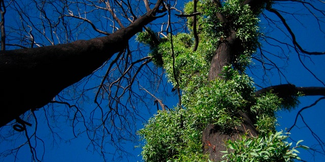 This January 2008 photo provided by Sebastian Pfautsch shows new shoots emerging from the bark of a eucalyptus tree following a wildfire near Mansfield, Victoria, Australia. Many of Australia’s forests are adapted to fire, but more frequent blazes due to climate change can slow or halt their recovery. (Sebastian Pfautsch via AP)