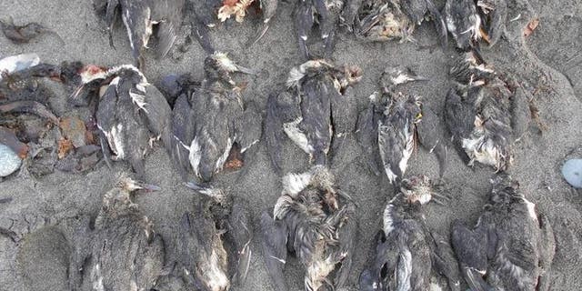 Common murres washing onto beaches in the Homer, Alaska, area were so abundant in early 2016 that COASST beach surveyors were forced to collect and photograph them in batches.