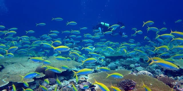 Fish and diver are seen on a reef. Earth's ecosystems are facing enormous pressure.
