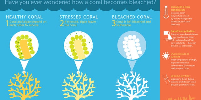 What is Coral Bleaching?