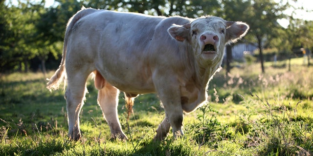 Cows "gossip" to each other about food and the weather, according to an astonishing new study. (Credit: SWNS)