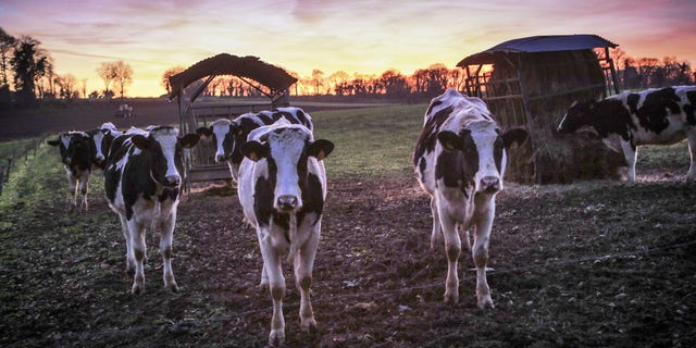 The study revealed how dairy cows respond to positive and negative emotional situations each with their own individual voice and linked their moods to their 'moos.' (Credit: SWNS)