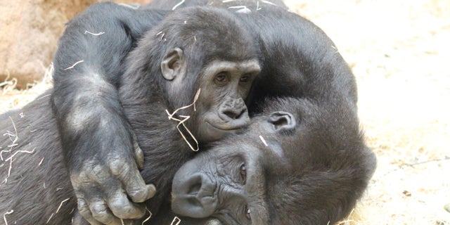 Adorable pictures show the moment that two young gorillas embraced each other for a cuddle.