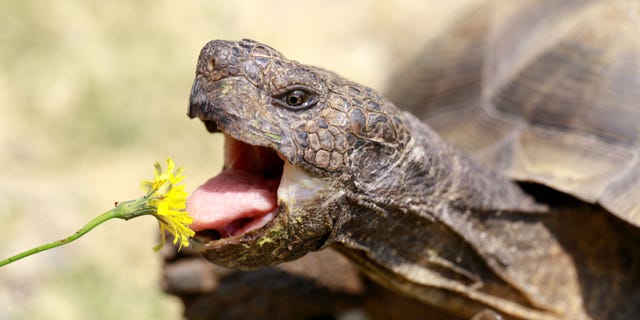 Locals in California watch for a tortoise named Mojave Maxine (not pictured) to emerge from her brumation as a signal that spring is coming.