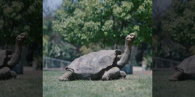 The famed Galapagos giant tortoise named Diego fathered 40 percent of all tortoises on Espanola Island in the Galapagos.
