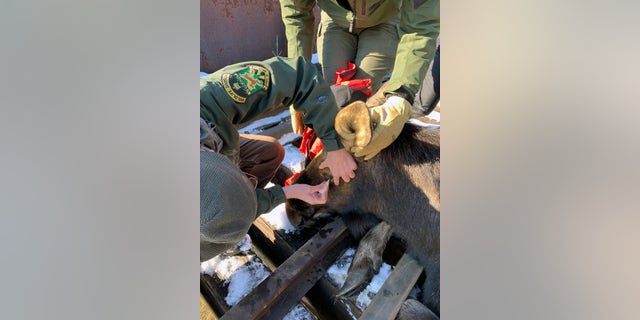 Local game wardens and wildlife biologists sedated the moose during the removal.