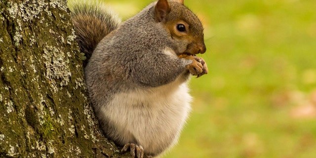 Incredible pictures show 'fattest squirrel in the UK' and it can't stop ...