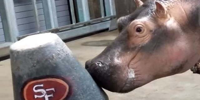 Apparently, Fiona, who is correct with her predictions about half of the time, was expected to just push her snout against the team she felt would be victorious.