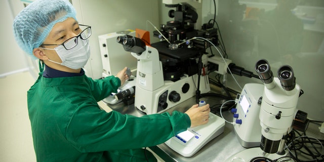 In this Oct. 9, 2018, photo, Chinese scientist Qin Jinzhou works with embryos in a laboratory in Shenzhen in southern China's Guangdong Province. Qin received an 18-month sentence, but with a two-year reprieve, and a 500,000 yuan fine. (AP Photo/Mark Schiefelbein)