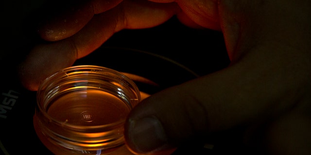 FILE - In this Oct. 9, 2018, file photo, an embryologist who was part of the team working with scientist He Jiankui adjusts a microplate containing embryos at a lab in Shenzhen in southern China's Guandong province. (AP Photo/Mark Schiefelbein, File)