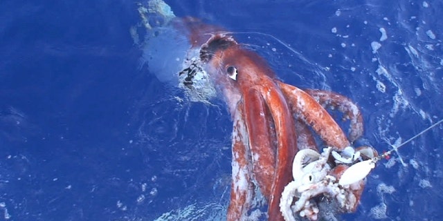 In einem seltenen Fall wird in Japan ein lebender Riesenkalmar (Architeuthis dux) an einem Köderhaken an die Oberfläche gezogen.  Riesenkalmare können bis zu 40 Fuß lang und etwa eine Tonne wiegen.  (Tsunimi-Kobodera)