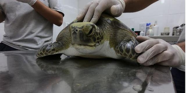 After getting tangled in a fishing net, this green turtle was brought in for rehabilitation. (Fundación Mundo Marino)