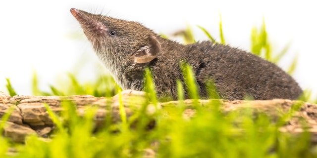 A white-toothed shrew.