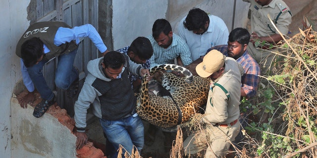 Indian wildlife officials carried a tranquilized leopard they found on the terrace of a house in Shadnagar. (AP Photo/Mahesh Kumar A.)